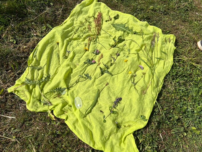 Wiesenentdeckung_3_2026.jpg